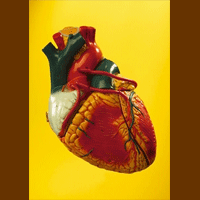 heart
